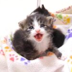 保護猫姉妹が元気よくミルクを催促してきました - 肉球ドットコム(299.com)