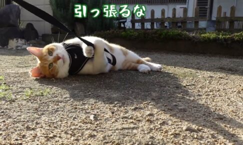 散歩から帰りたくないチャチャはテコでも動かにゃい! - 肉球ドットコム(299.com)