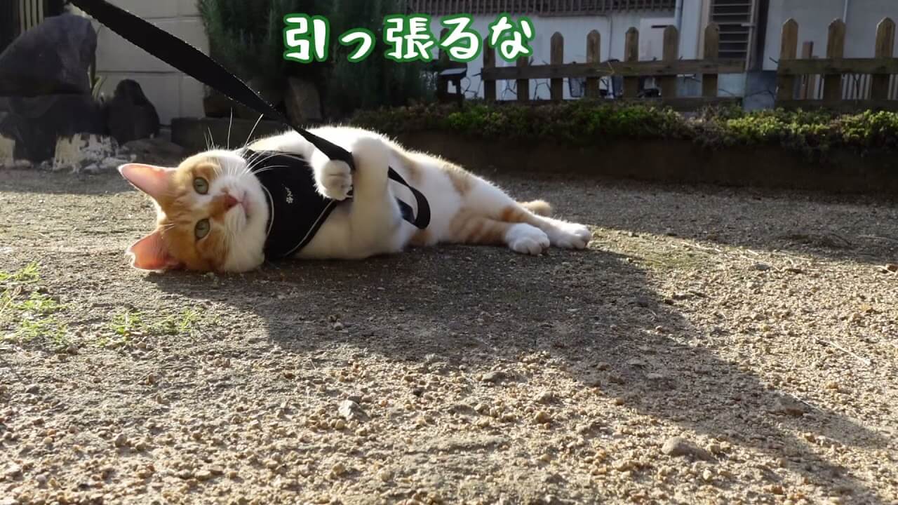 散歩から帰りたくないチャチャはテコでも動かにゃい! - 肉球ドットコム(299.com)