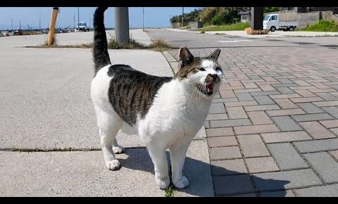 港町の猫さんは涼しい場所をちゃんと知っています - 肉球ドットコム(299.com)