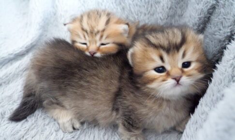 ママの愛情に包まれて子猫たちはスクスク成長します - 肉球ドットコム(299.com)