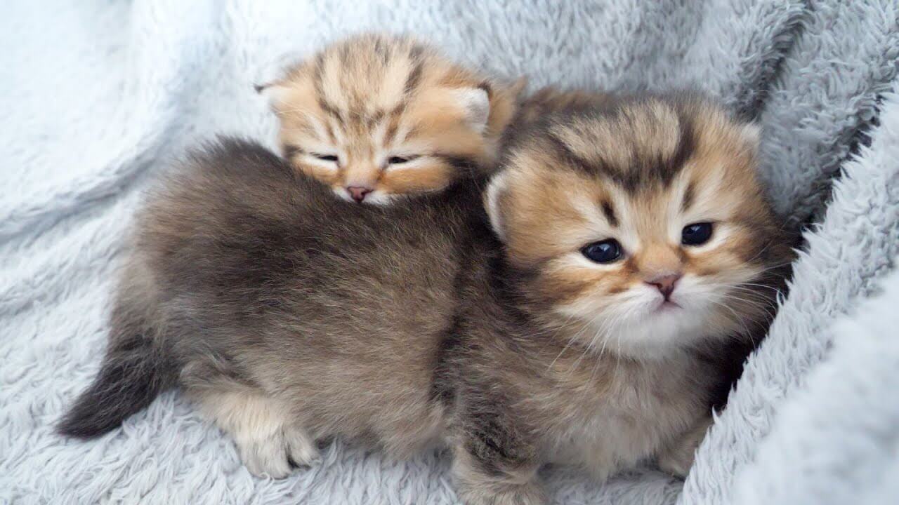 ママの愛情に包まれて子猫たちはスクスク成長します - 肉球ドットコム(299.com)