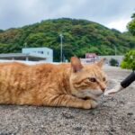 ナデナデに弱すぎる野良猫 - 肉球ドットコム(299.com)