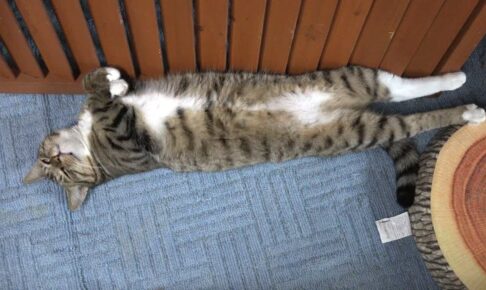 暑さには勝てないニャ~ - 肉球ドットコム(299.com)