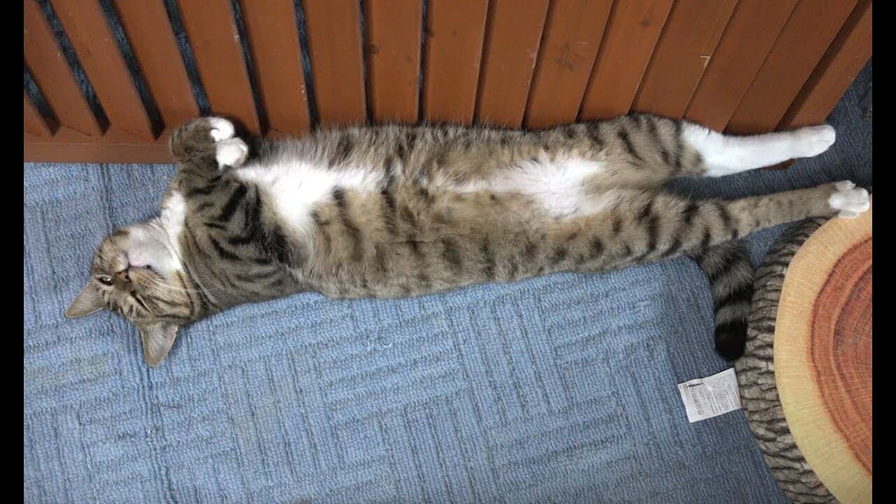 暑さには勝てないニャ~ - 肉球ドットコム(299.com)