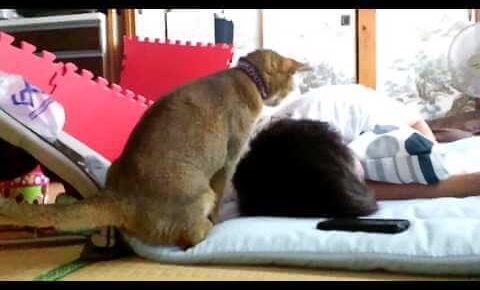 なかなか起きないお父さんの髪の毛を掘り掘り攻撃で起こそうとする猫 - 肉球ドットコム(299.com)