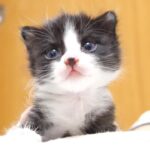 ミルクをぐびぐび飲み干した瞬間に眠くてボーッとしちゃう子猫 - 肉球ドットコム(299.com)