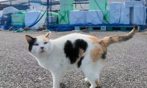 漁港で可愛い三毛猫とハチワレ猫との交流を楽しむ動画 - 肉球ドットコム(299.com)