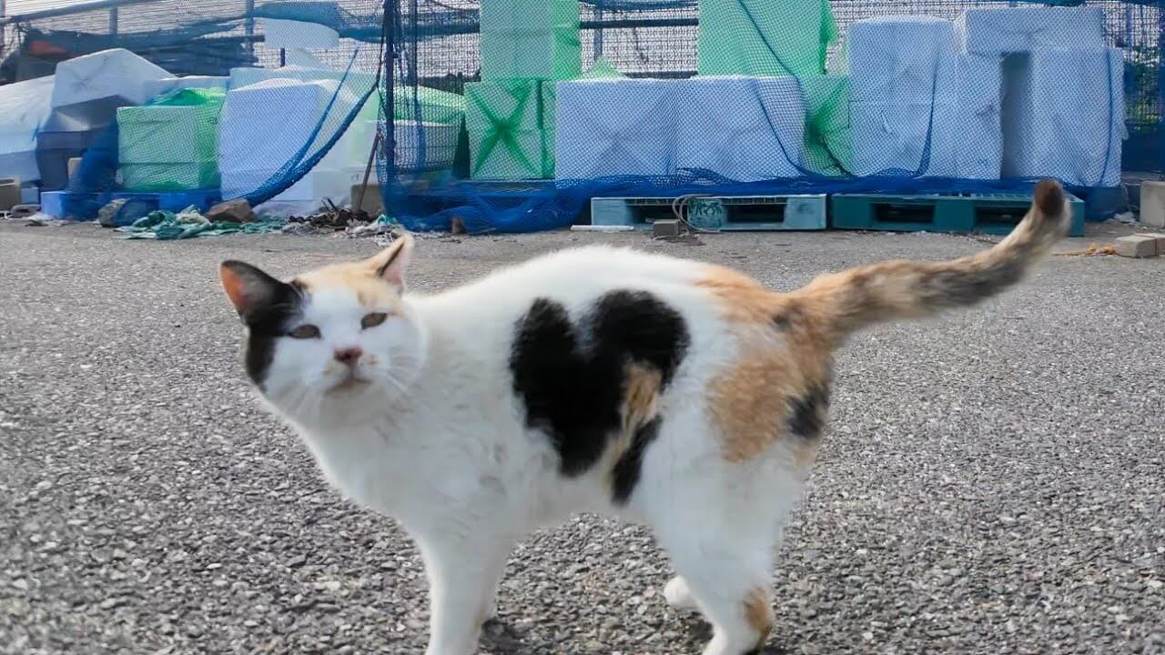 漁港で可愛い三毛猫とハチワレ猫との交流を楽しむ動画 - 肉球ドットコム(299.com)