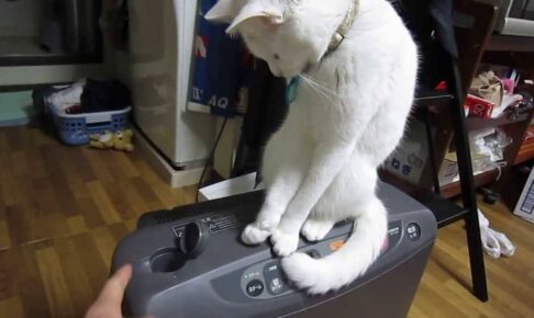 ストーブの蓋を閉めちゃう猫が可愛すぎる動画 - 肉球ドットコム(299.com)