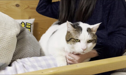 おねえちゃんのベッドに居座る猫の豆大福 - 肉球ドットコム(299.com)