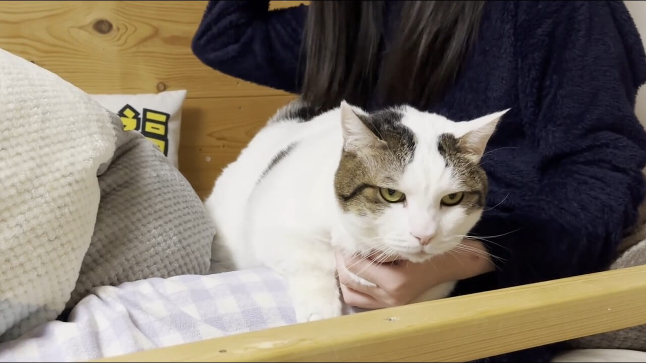 おねえちゃんのベッドに居座る猫の豆大福 - 肉球ドットコム(299.com)