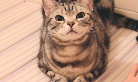 大好きな飼い主さんと一緒なら苦手なお風呂も我慢にゃ! - 肉球ドットコム(299.com)