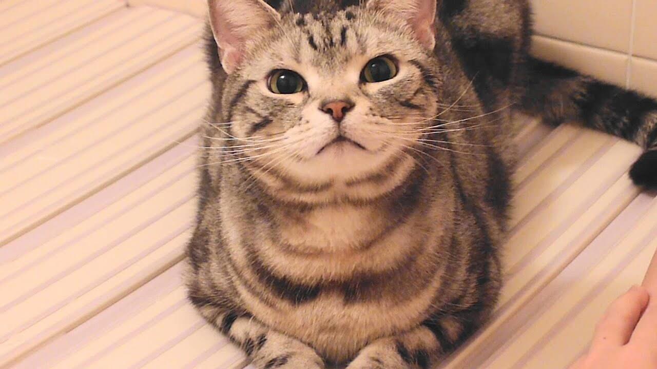 大好きな飼い主さんと一緒なら苦手なお風呂も我慢にゃ! - 肉球ドットコム(299.com)