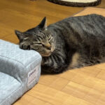 ソファーの使い方がおかしい猫 - 肉球ドットコム(299.com)