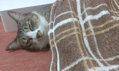 え、そんな寝相してたんか~い - 肉球ドットコム(299.com)