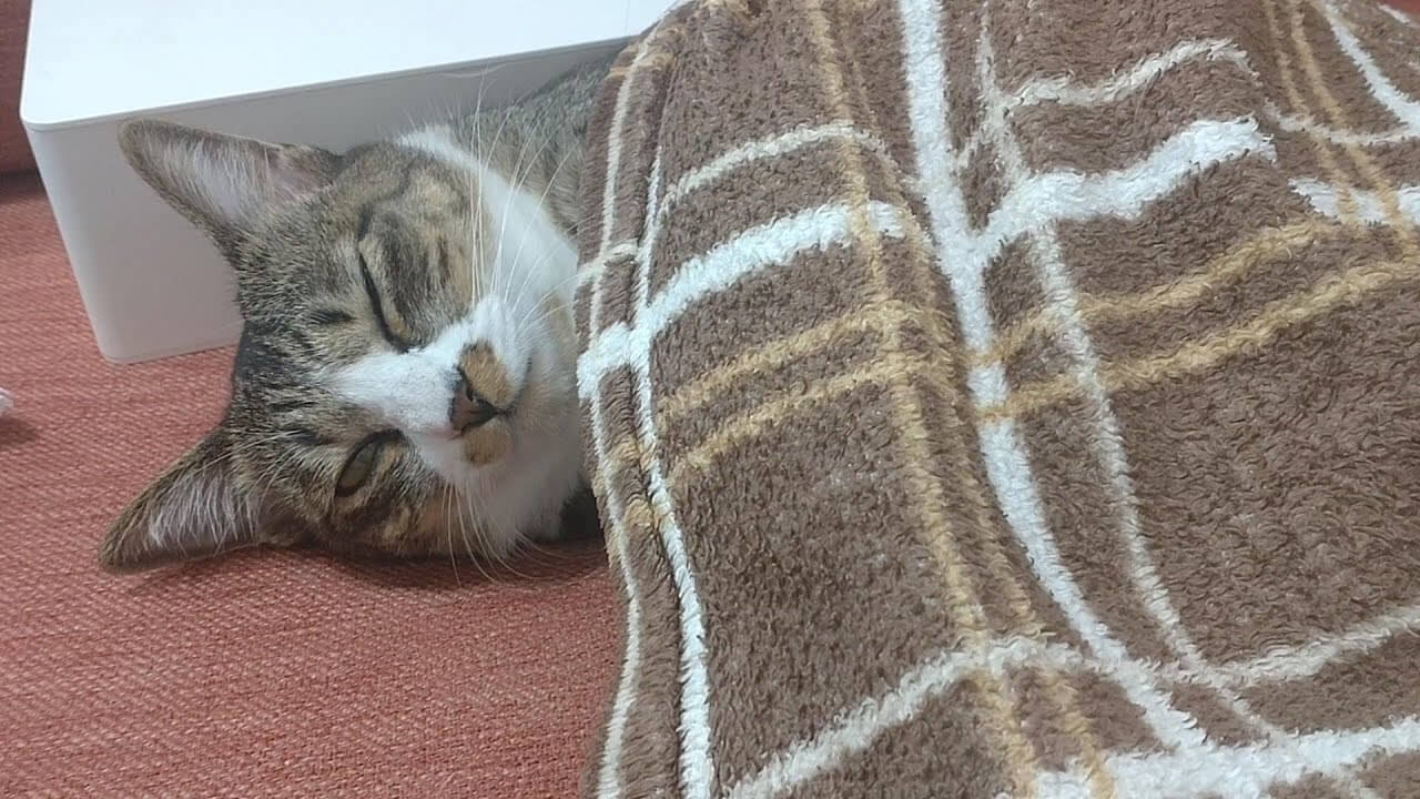 え、そんな寝相してたんか~い - 肉球ドットコム(299.com)