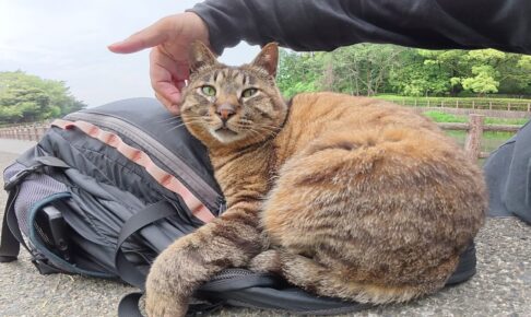 リュックの寝心地が良過ぎるニャ~ - 肉球ドットコム(299.com)