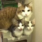 洗面所の鏡に興味深々な猫ちゃんの動画 - 肉球ドットコム(299.com)