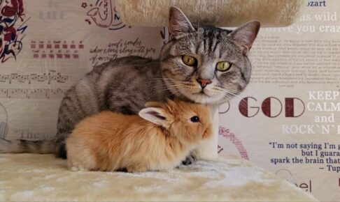 ウサギを迎え入れたら、愛猫の母性が開花してしまった - 肉球ドットコム(299.com)