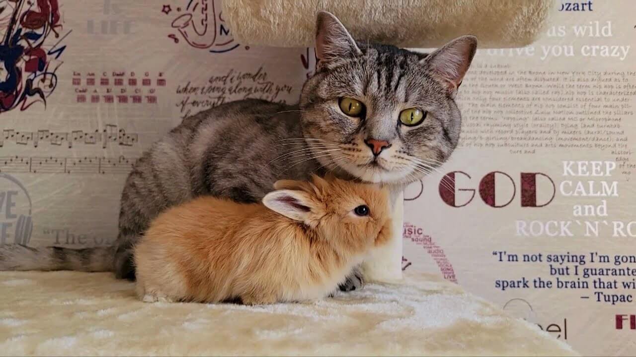 ウサギを迎え入れたら、愛猫の母性が開花してしまった - 肉球ドットコム(299.com)