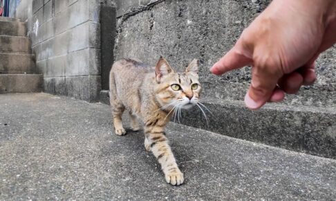 出会ってすぐ仲良くなってくれるサバトラ猫ちゃんの動画 - 肉球ドットコム(299.com)