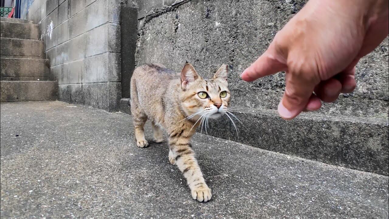 出会ってすぐ仲良くなってくれるサバトラ猫ちゃんの動画 - 肉球ドットコム(299.com)