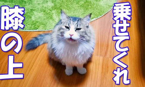 ヒザの上に乗せてもらいたい猫ちゃんが可愛すぎる動画 - 肉球ドットコム(299.com)