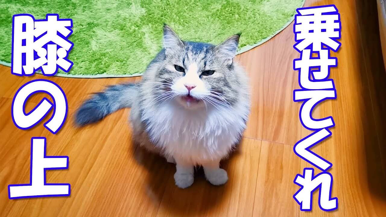 ヒザの上に乗せてもらいたい猫ちゃんが可愛すぎる動画 - 肉球ドットコム(299.com)