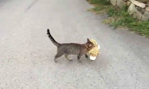 隣人から借りてきたトラのぬいぐるみで遊ぶ猫さん - 肉球ドットコム(299.com)