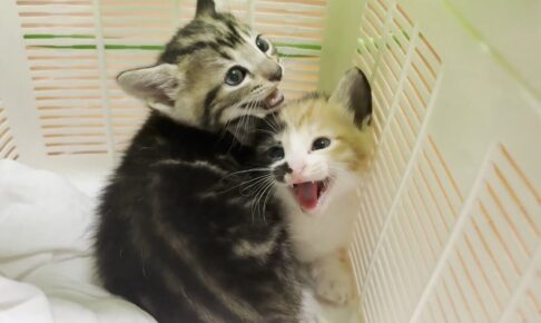 ひのき家に保護猫たちがやってきた! - 肉球ドットコム(299.com)