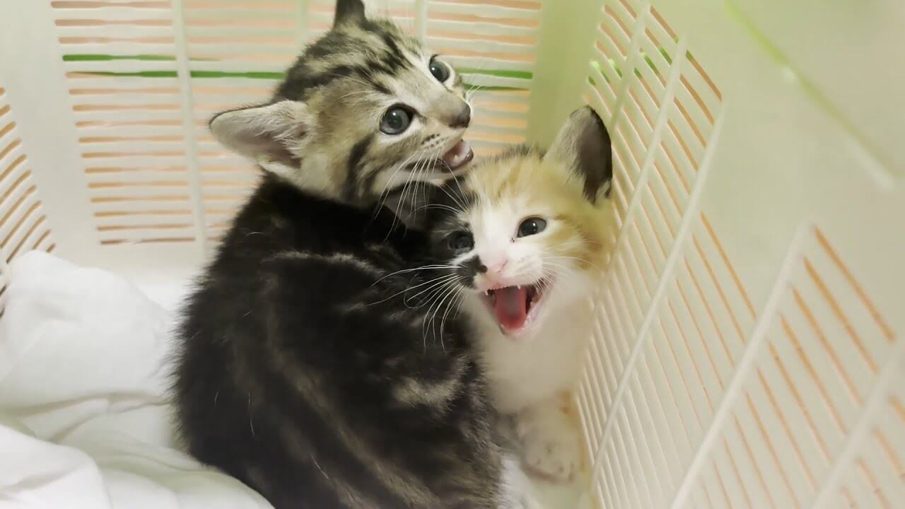 ひのき家に保護猫たちがやってきた! - 肉球ドットコム(299.com)