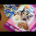 キャットフードの空袋で楽しく遊ぶ子猫 - 肉球ドットコム(299.com)