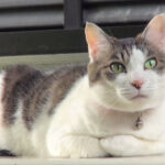 室外機の上の猫は何を思う - 肉球ドットコム(299.com)