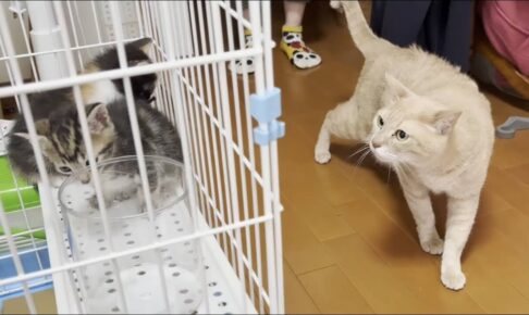 保護された子猫たちと初対面の猫が緊張した面持ちで登場! - 肉球ドットコム(299.com)