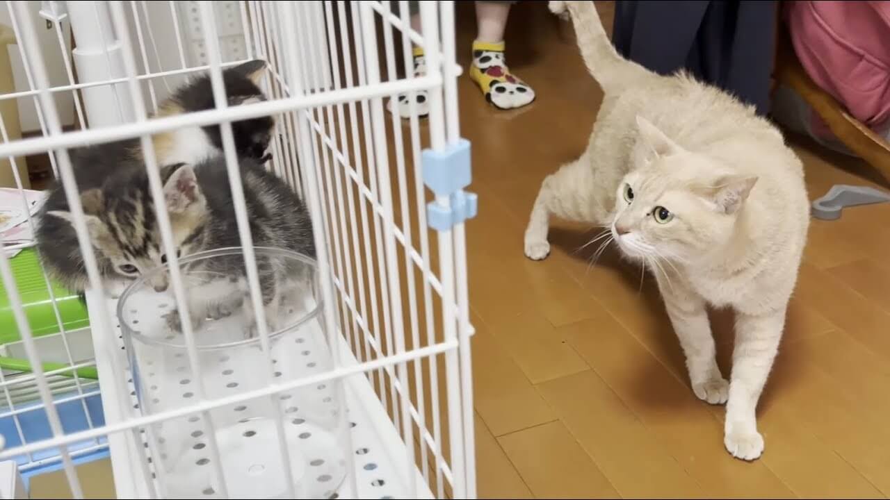 保護された子猫たちと初対面の猫が緊張した面持ちで登場! - 肉球ドットコム(299.com)