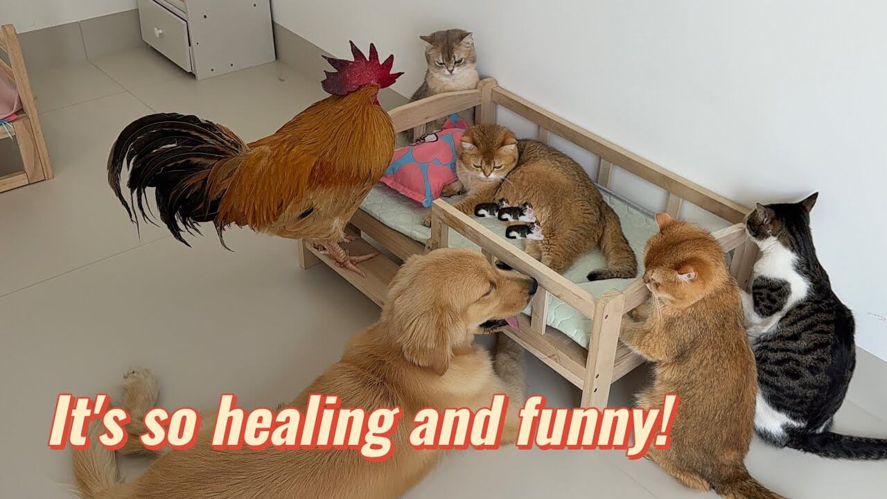 ワンチャンやニワトリが出産直前の猫ちゃんを見守る動画 - 肉球ドットコム(299.com)