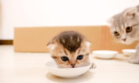 子猫達に離乳食を食べさせてみた - 肉球ドットコム(299.com)