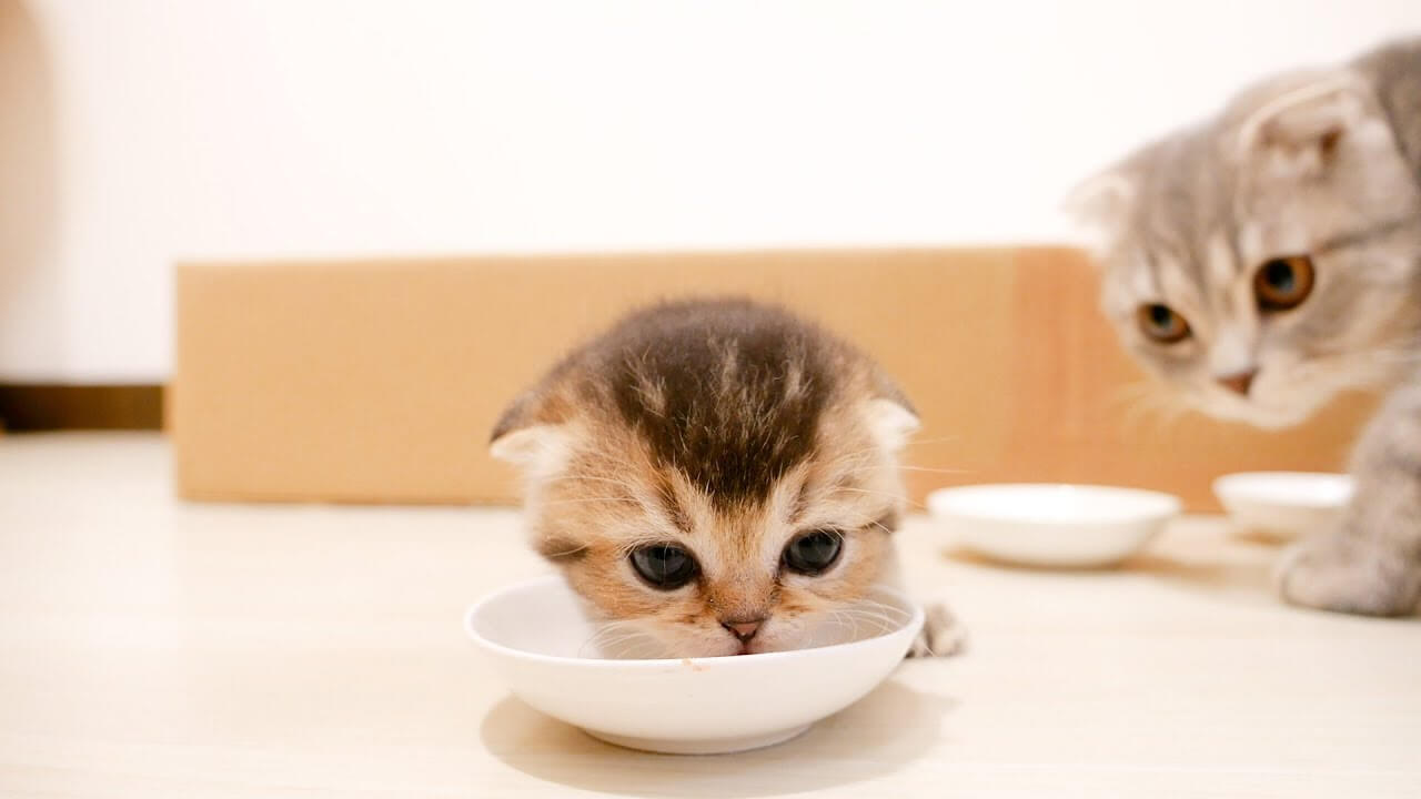 子猫達に離乳食を食べさせてみた - 肉球ドットコム(299.com)