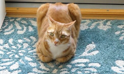 パンのように見えてしまう猫達 - 肉球ドットコム(299.com)