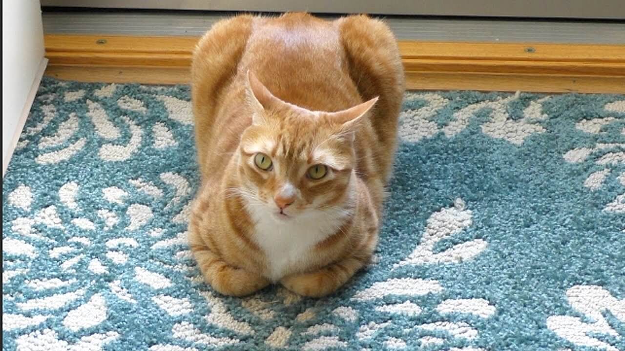 パンのように見えてしまう猫達 - 肉球ドットコム(299.com)