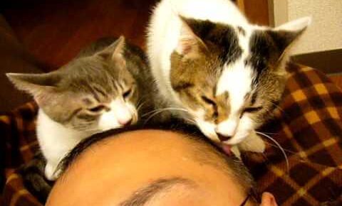 頭を美味しそうに舐める猫達が可愛すぎる動画 - 肉球ドットコム(299.com)