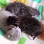 生まれて間もない赤ちゃん猫達が可愛すぎる - 肉球ドットコム(299.com)