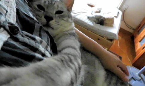 夏の暑い日でもピッタリくっつく仲の良い猫達 - 肉球ドットコム(299.com)