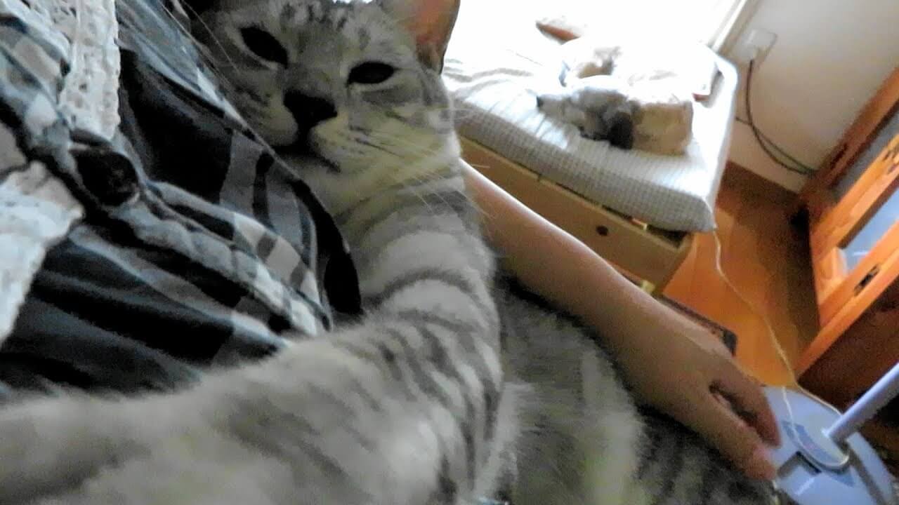 夏の暑い日でもピッタリくっつく仲の良い猫達 - 肉球ドットコム(299.com)