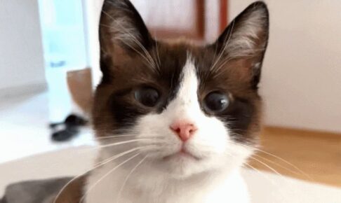 最高の幸せを手にした野良猫チュウ - 肉球ドットコム(299.com)