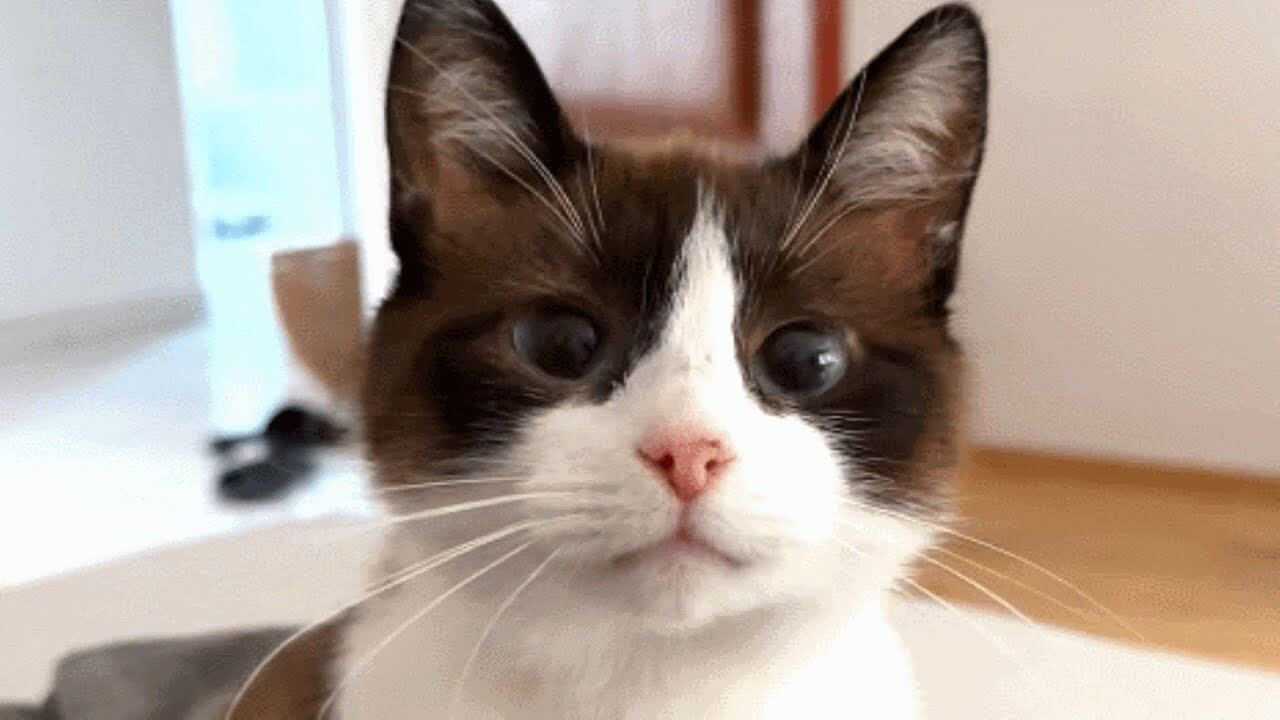 最高の幸せを手にした野良猫チュウ - 肉球ドットコム(299.com)