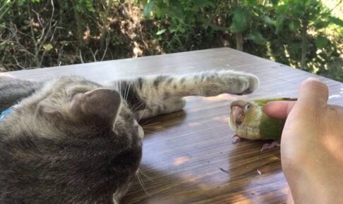 オウムをそっと優しく撫でる猫 - 肉球ドットコム(299.com)