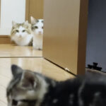 新入り子猫を物陰からじ~っと見つめる先住猫 - 肉球ドットコム(299.com)
