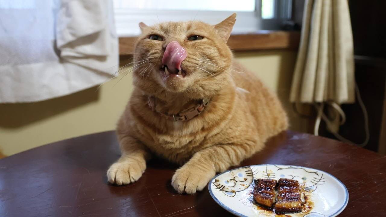 うなぎの蒲焼にはあまり興味を示さないニャンズ - 肉球ドットコム(299.com)